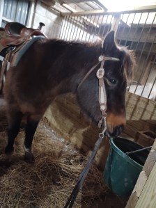 Millie, my spirit animal